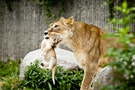 哥本哈根動物園殺死長頸鹿後 又處決四頭獅子