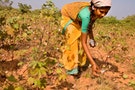 西印度天災影響棉花收成 3週22農夫自殺身亡