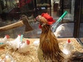春季低風險期日韓突傳重大禽流感疫情，防檢局繃緊神經