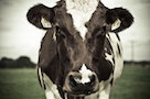 台南爆發牛流行熱 恐影響夏季牛乳產量