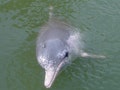 搶救白海豚，農委會劃定海上棲息範圍