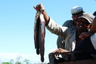 古巴漁夫竟然把保險套拿來補魚？政府決定它免費，結果反而會更貴