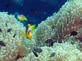 台灣「曾經」引以為傲的珊瑚礁魚類 30年來大量銳減！