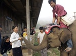 Laos Elephant Festival