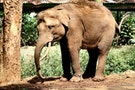 他的家人慘遭大象踩死，卻加入巡守隊捍衛蘇門答臘大象棲息地