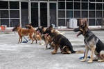 新北市警犬隊在由廢棄商場清理出的場地中訓練。李娉婷/攝｜台灣動物新聞網