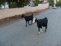 Turkish Goats