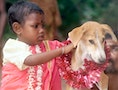 GIRL IN INDIA GETS MARRIED TO STRAY DOG.