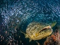 goliath-grouper-baitfish-school-615