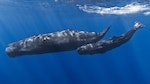 抹香鯨 sperm whale