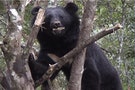 台灣黑熊