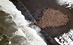冰融嚴重破壞棲地 3.5萬隻海象湧上阿拉斯加