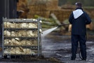 An official sprays ducks during a cull at a duck farm in Nafferton, northern England
