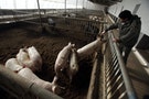 吃豬危害地球？吃牛消耗資源？「豬的帝國」掀中英論戰
