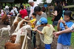 許多生態農場讓遊客幫小羊餵奶，但不定時餵食會影響動物健康。　Flickr_ xalekd︱台灣動物新聞網