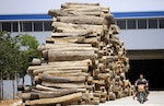 China Illegal Timber