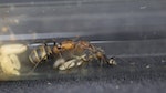 20150118 ants01
