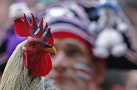 A fan holds a rooster while watching a live broadcast of the 2014 Brazil World Cup quarter-final game between Costa Rica and the Netherlands, in San Jose