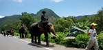 泰國國家公園大象攻擊轎車，保育專員呼籲遊客改道