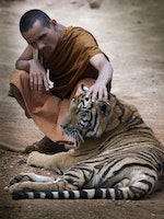 泰國虎廟中的和尚與老虎共處。