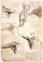Leonardo_da_Vinci_-_Anatomical_studies_of_the_shoulder_-_WGA12824
