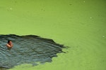 A man swims in algae-covered Han River in Wuhan