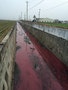 血流成河？嘉義回收廠廢水染紅水溝變「蔓越莓汁」