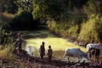 優養化的濁綠小河，是村民飲水來源