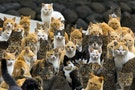 【影片】超療癒日本貓島！22名居民擁有120隻喵星人