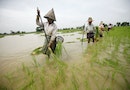 Farmers plant rice seedlings in a paddy field on the outskirts of Yangon