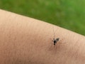 茲卡、登革熱夾擊 政院將籌設國家級「蚊媒傳染病研究所」