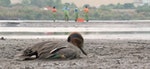 高屏溪尋獲772隻水鳥屍體讓人心痛...河川污染難辭其咎