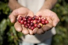 A handful of coffee beans.
