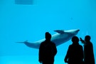 英國早在22年前就關閉了境內最後一座海豚館，那我們為什麼還在圈養呢？