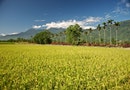 吃米的七大好處：多吃口飯，讓台灣農村受惠，也救救自己的健康和腰圍