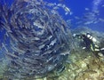 Scuba diver approaches a swirling school of jack fish off the Malaysian island of Layang Layang, in the South China Sea