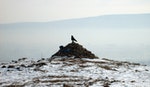 mongolian-ovoo-raven