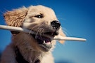 Cute puppy playing with stick