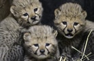 Czech Republic Cheetah Quadruplets