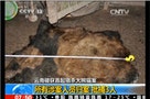 雲南大熊貓被殘殺 族群「孤島化」面臨滅絕