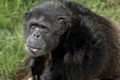 研究揭密：黑猩猩「已知用火」，懂烹飪不是人類的專利