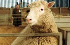 歐洲議會初步通過全面禁止複製動物 瀕危動物不在此限