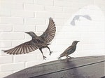 英國攝影師克萊克（David Craik）拍攝鳥影，奪iPhone年度最佳照片亞軍。克萊克是在英格蘭南部多塞特郡的一間咖啡廳，用自己的iPad mini拍攝。照片中，兩隻鳥跑到他的桌子邊上吃麵包屑，其獨特之處在於，Craik不但捕捉栩栩如生的鳥展翅騰飛的樣子，而且還同時拍到了白色牆上的影子｜Photo Credit: IPPAWARDS