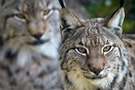 Eurasian lynxs look out from their enclosure at a nature reserve in Spain