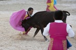 Dwarf bullfighter Osvaldo Hernandez from Los Enanitos Toreros (Dwarf Bullfighters) performs a pass to a calf in Cancun May 29, 2011. The Enanitos Toreros are a group of six comedians from Yucatan who travel across Mexico entertaining audiences and carrying on a tradition born in Spain along with regular bullfighting. "Little people," as some prefer to be called, have been entertainers for centuries, being excluded by discrimination or their height handicap from many everyday professions. Unlike traditional bullfights, the animals are not harmed, and calves are used instead of full-size bulls. Picture taken May 29, 2011. REUTERS/Victor Ruiz (MEXICO - Tags: ANIMALS SOCIETY)