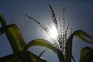 A corn stalk is seen under the noon sun at Sunburst Dairy near Belleville, Wisconsin