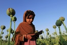 Afghan girl gathers raw opium on a poppy field on the outskirts of Jalalabad