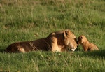 lion mom and cub