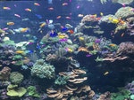 2 sea-aquarium