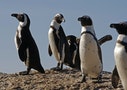 人類搶糧濫捕沙丁魚 南非黑腳企鵝九成餓死瀕絕種